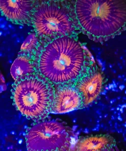 RAinbow Incinerator Zoanthids Frag (Row #12:B) (5-6 head / frag)