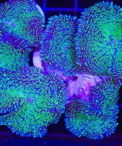 Green Eclipse Mushroom Frag (C74)