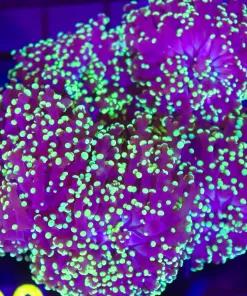 Purple Gold Octospawn Coral Frag (C30)