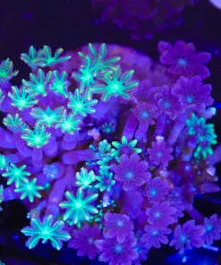 Wysiwyg Combo Clove Polyp Coral (C36)