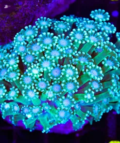 Wysiwyg  Alveopora Coral Colony (C77)