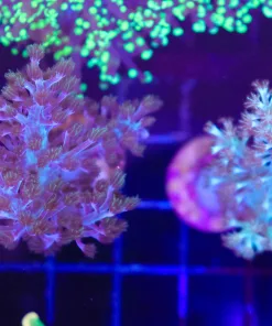 Wysiwyg 2 for 1 Npethea Coral Combo (C47)