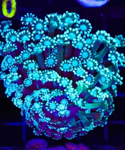 Wysiwyg Alveopora Coral Colony(C79) *Free shipping no minimum livestock spend*