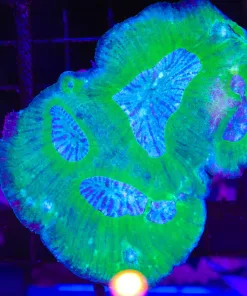 Wysiwyg Australomussa Coral (C60) *uncomon species*