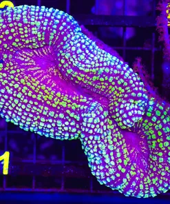 Wysiwyg Large Lobo Coral (C81) *pick up only*