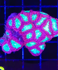 Wysiwyg Blastomussa Coral (C76)