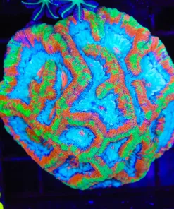 Wysiwyg Rainbow Wilisoni Coral Colony  (C83)