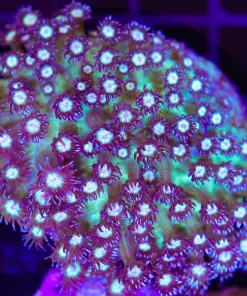 Wysiwyg Flowerpot Coral Colony (C129)