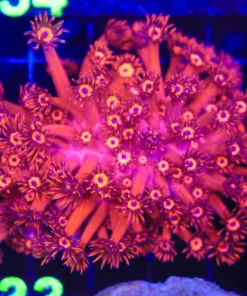 Wysiwyg Flowerpot Coral (C133)