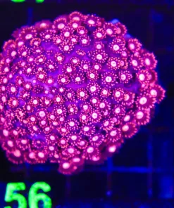 Wysiwyg Flowerpot Coral (C156)