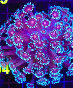 Wysiwyg Flowerpot Coral Colony (C94)