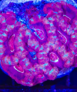 Wysiwyg Acan Colony (C95)