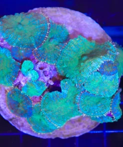 Wysiwyg Rock Covered In Unique Blue Green Rhdoactis Corals (C40)