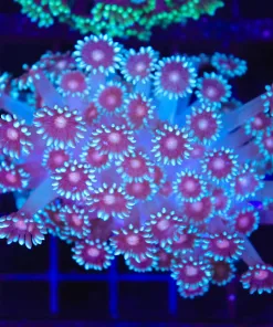 Wysiwyg Flowerpot Coral Colony (C96)