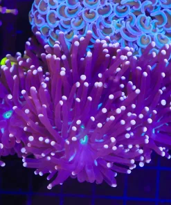 Wysiwyg WIld Purple Australian Torch Colony (C31) *free shipping no minimum livestock spend*