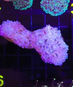 Wysiwyg Hammer Coral (C26) (signs of tissue recession - no doa guarnatee - can you save it ? )