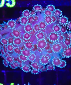 Wysiwyg Flowerpot  Coral (C104)