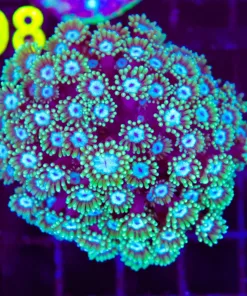 Wysiwyg FLowerpot Coral Colony (C97)