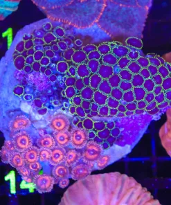 Wysiwyg Large Combo Zoanthid Colony (C149)