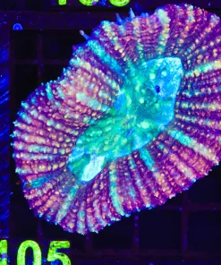 Wysiwyg Brain Coral (C105)