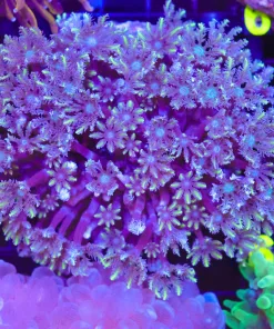 Wysiwyg Clove Polyp Coral Colony (C52) *Free shipping no minimum livestock spend*