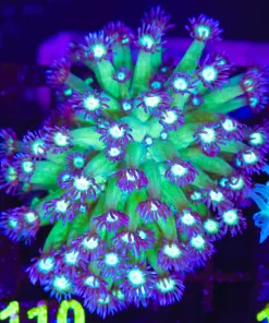 Wysiwyg Flowerpot Coral Colony (C110)