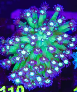 Wysiwyg Flowerpot Coral Colony (C110)