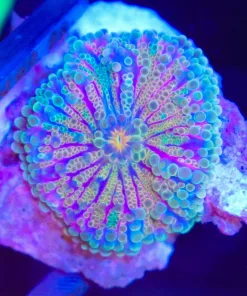 Wysiwyg Rainbow Yuma Coral Frag [F44]