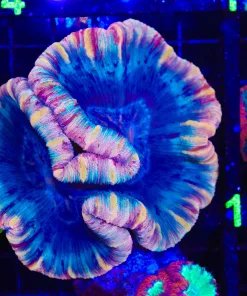 Wysiwyg Large Fantastic Open Brain Coral *uncommon color* (C113)*Free shipping*