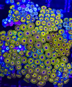 Wysiwyg La Lakers x Yellow Demon Zoanthid Combo COlony (C114) *Free shipping - No minimum livestock spend*