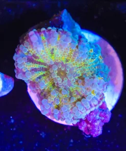 Wysiwyg Yuma Frag [F48]