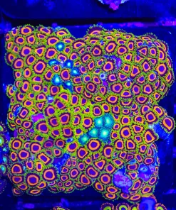 Kamikaze Zoanthid Frag (Row #26)