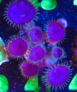 Wysiwyg Purple Death Zoas LOTS of heads / Frag [F41]