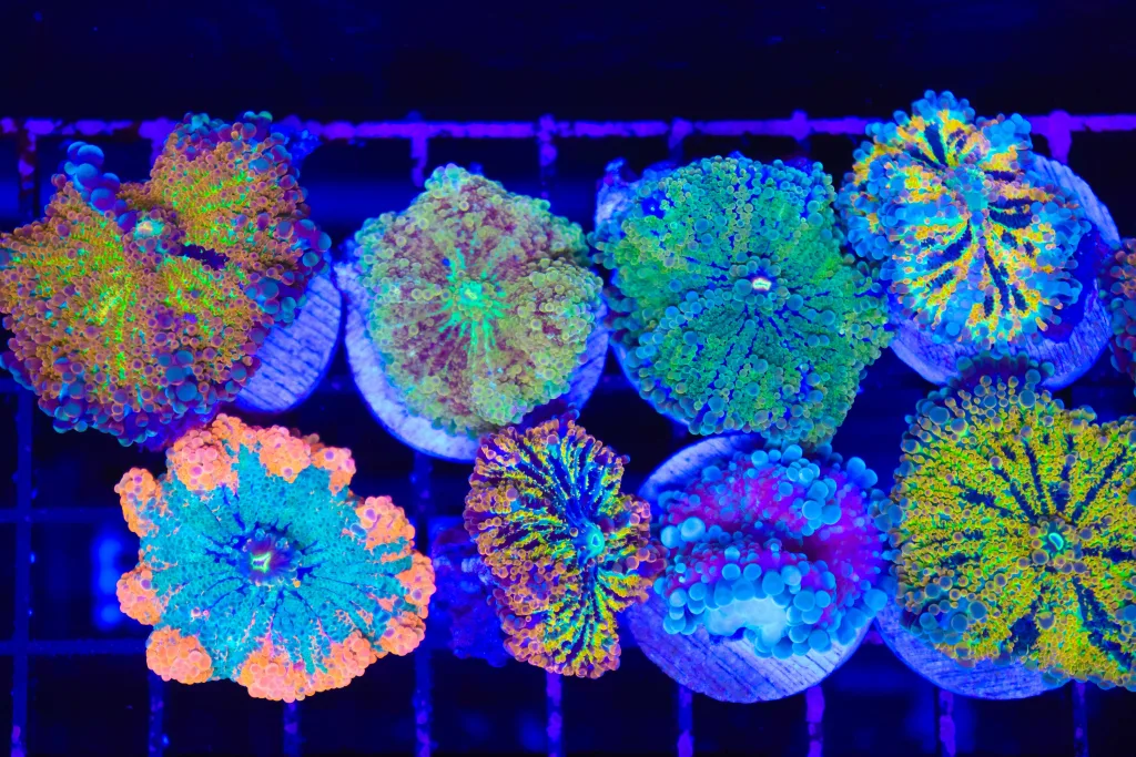 Frag Box Corals