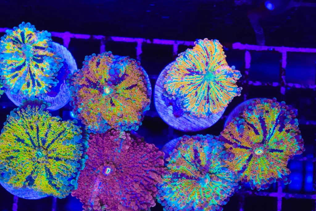 Frag Box Corals