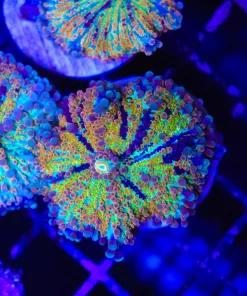Wysiwyg Large Rainbow Yuma Coral(C132) *Free shipping no minimum livestock spend*