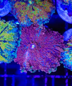 Wysiwyg Red Purple Yuma Coral *VERY RARE COLOR* (C137) *Free shipping no minimum livestock spend*