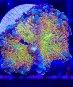 Wysiwyg Rainbow Yuma Coral (C147) *Free shipping - no minimum livestock spend*