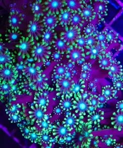 Branching White Mouth Alveopora *Branching = very rare*