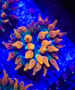 Wysiwyg Small Crazy Bright Orange Bubble Tip Anemone