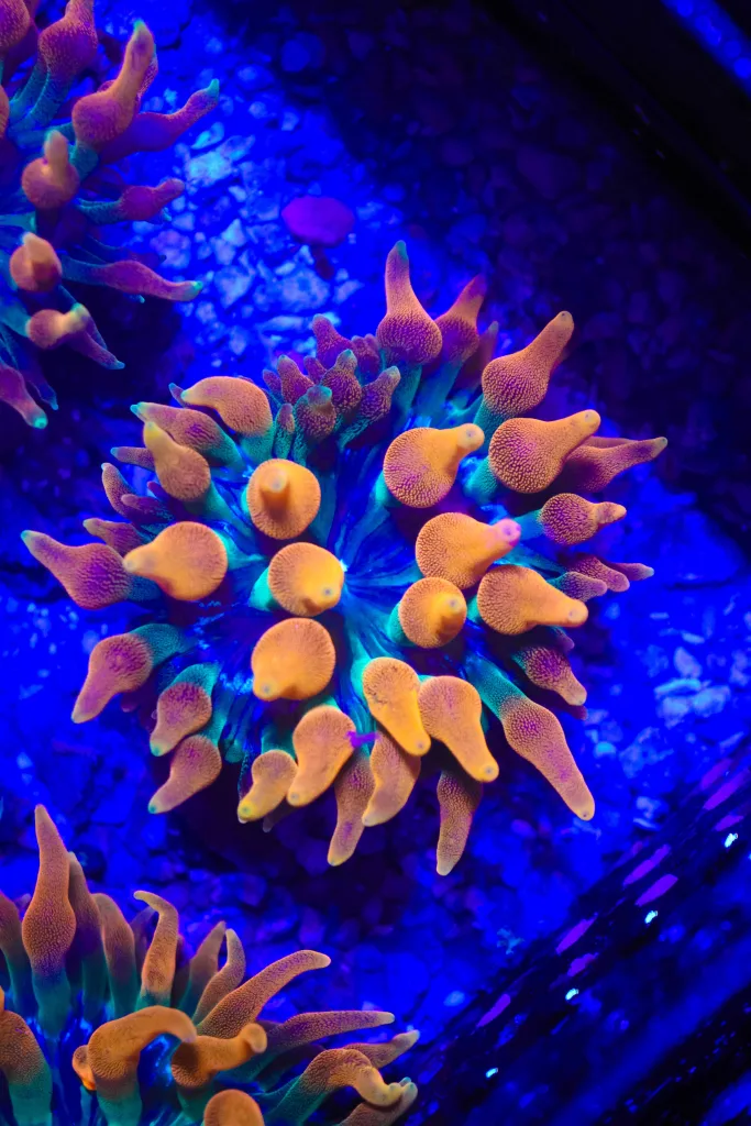 Frag Box Corals