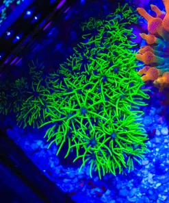 WYSIWYG Mat Of Unmounted Super Bright Green Shaggy GSP Coral *Green star polyps*