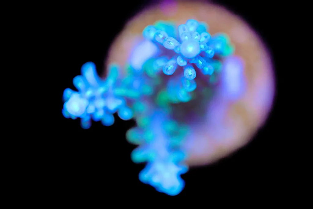 Frag Box Corals