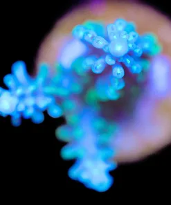 Northern Lights (A4:B)