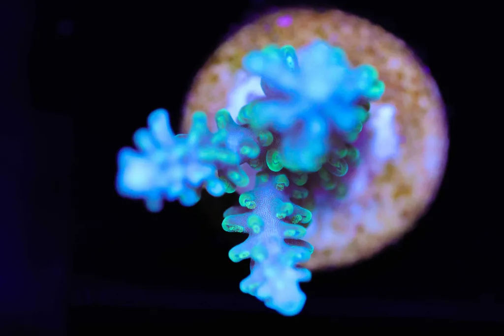 Frag Box Corals