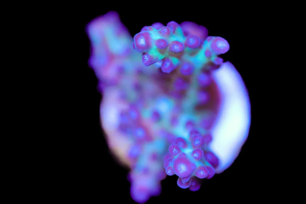 Frag Box Corals
