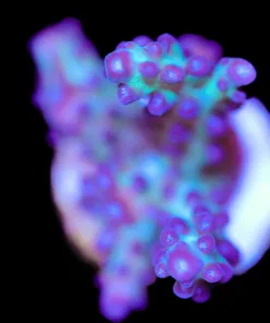 Grape Vine Acropora Frag (A5)