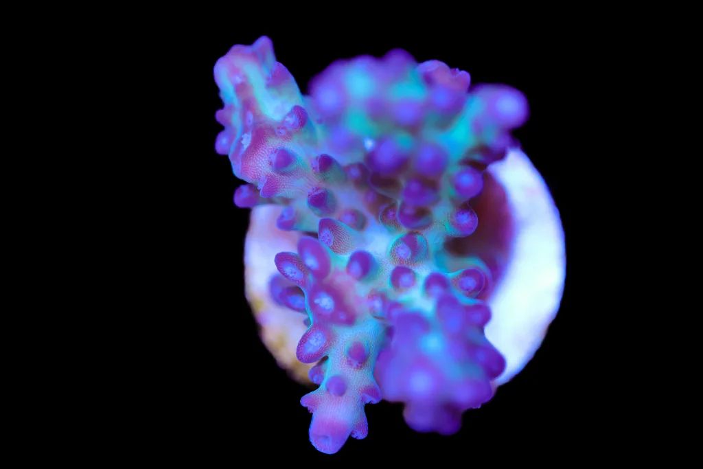 Frag Box Corals