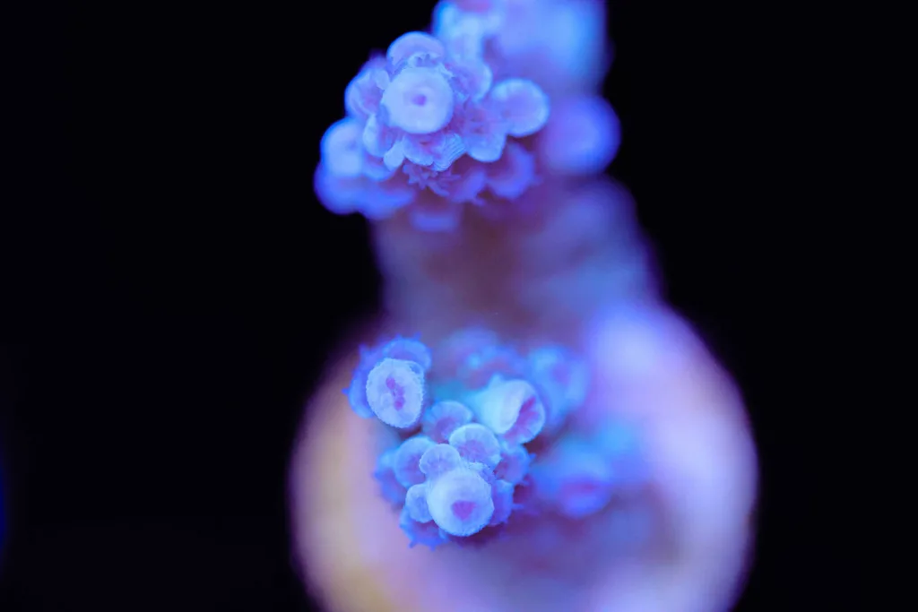 Frag Box Corals