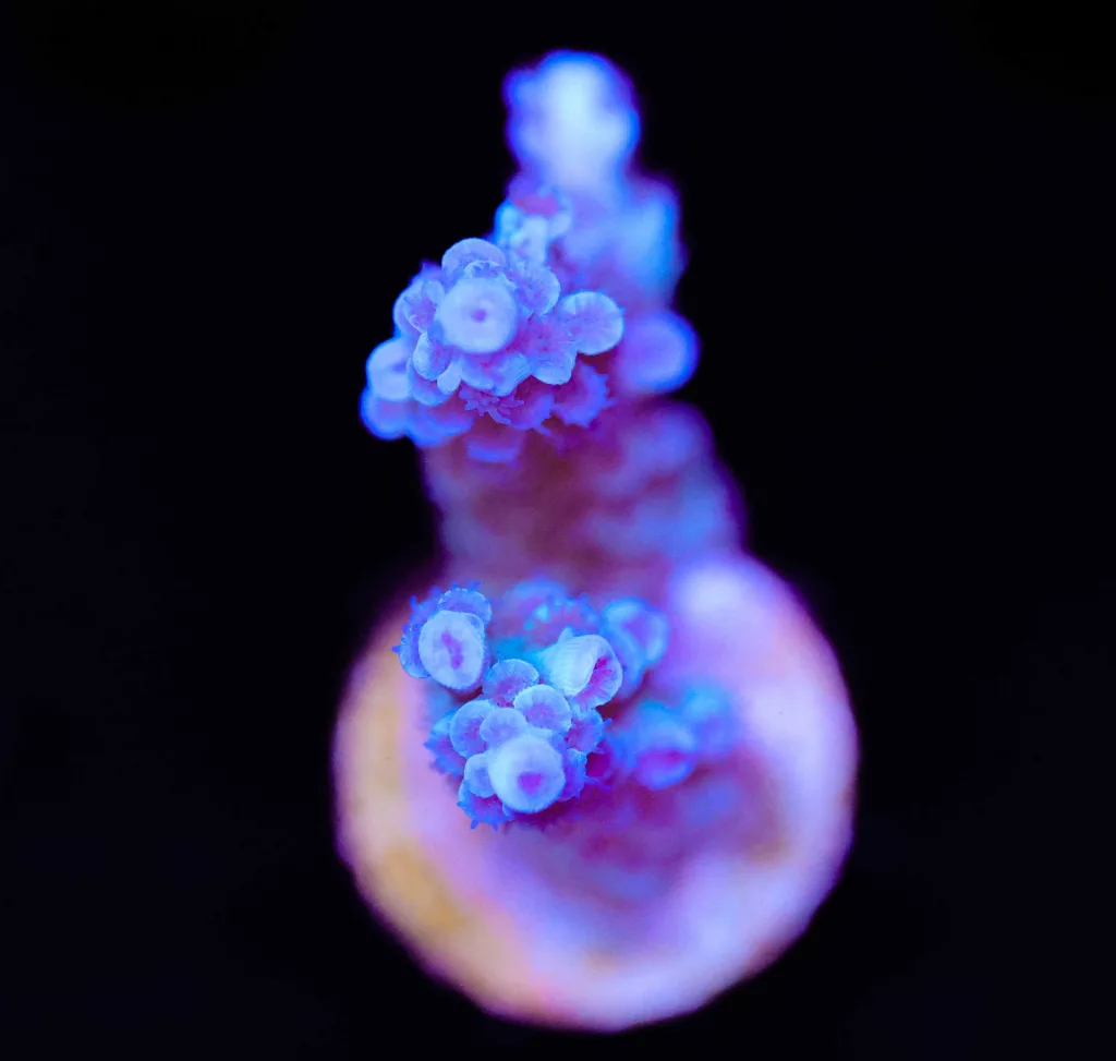 Frag Box Corals